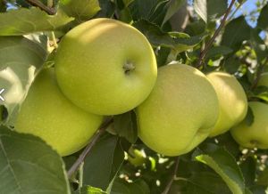 Jabloň ´GOLDEN DELICIOUS´ zákrsek, ko7,5l      