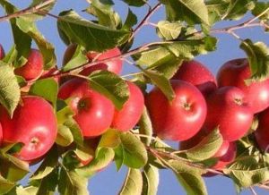 Jabloň sloupovitá ´POLKA´, ko7,5l   