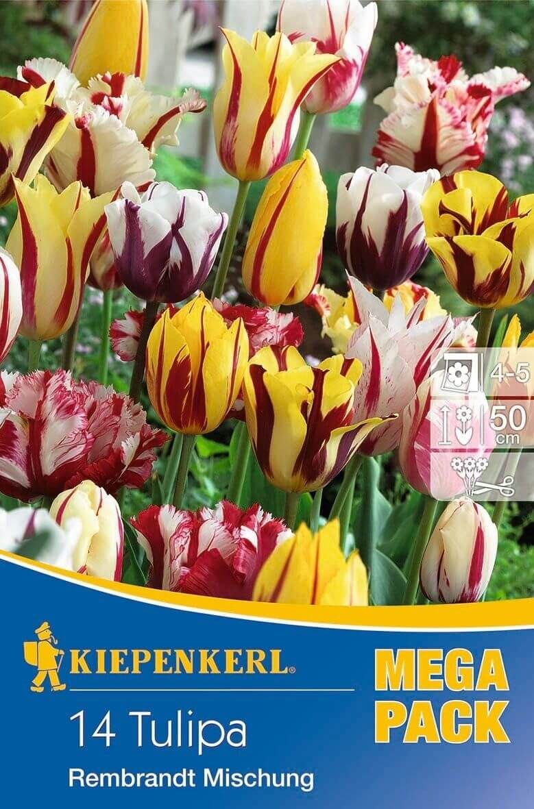 Kiepenkerl Mega-Pack Tulipa MIX / tulipán / 14ks/bal