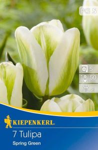 Kiepenkerl Tulipa ´Spring Green´ / tulipán - 7ks/bal