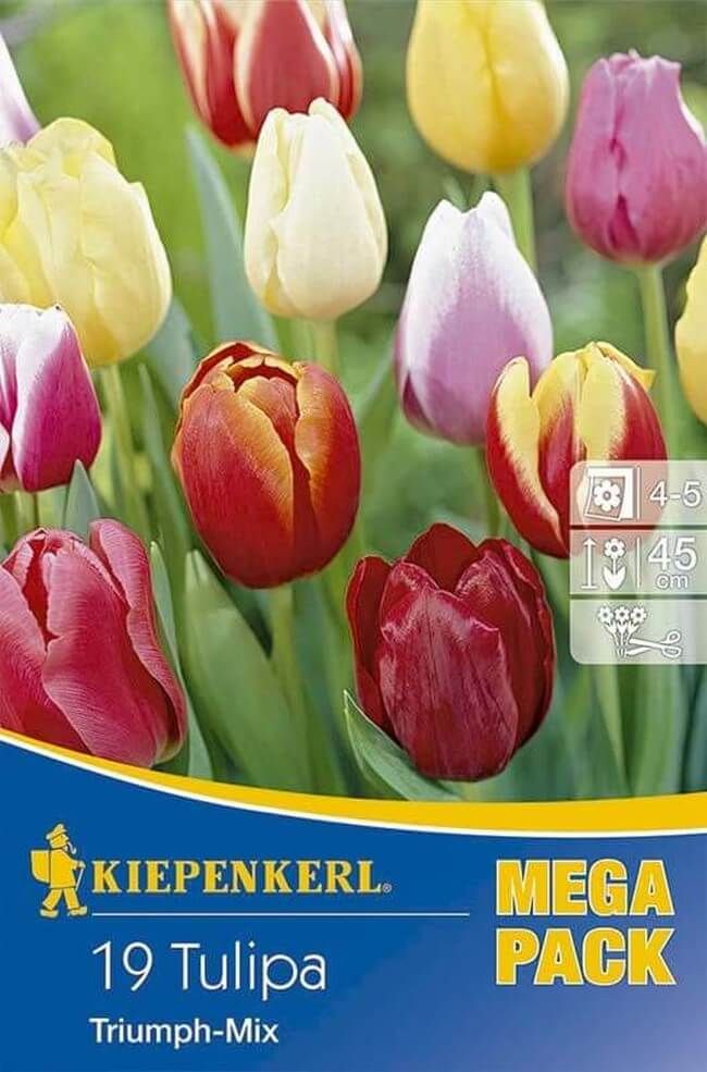 Kiepenkerl Tulipa Triumph MIX / tulipán - 19ks/bal