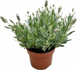 Levandule lékařská - Lavandula angustifolia ´White´ H13  