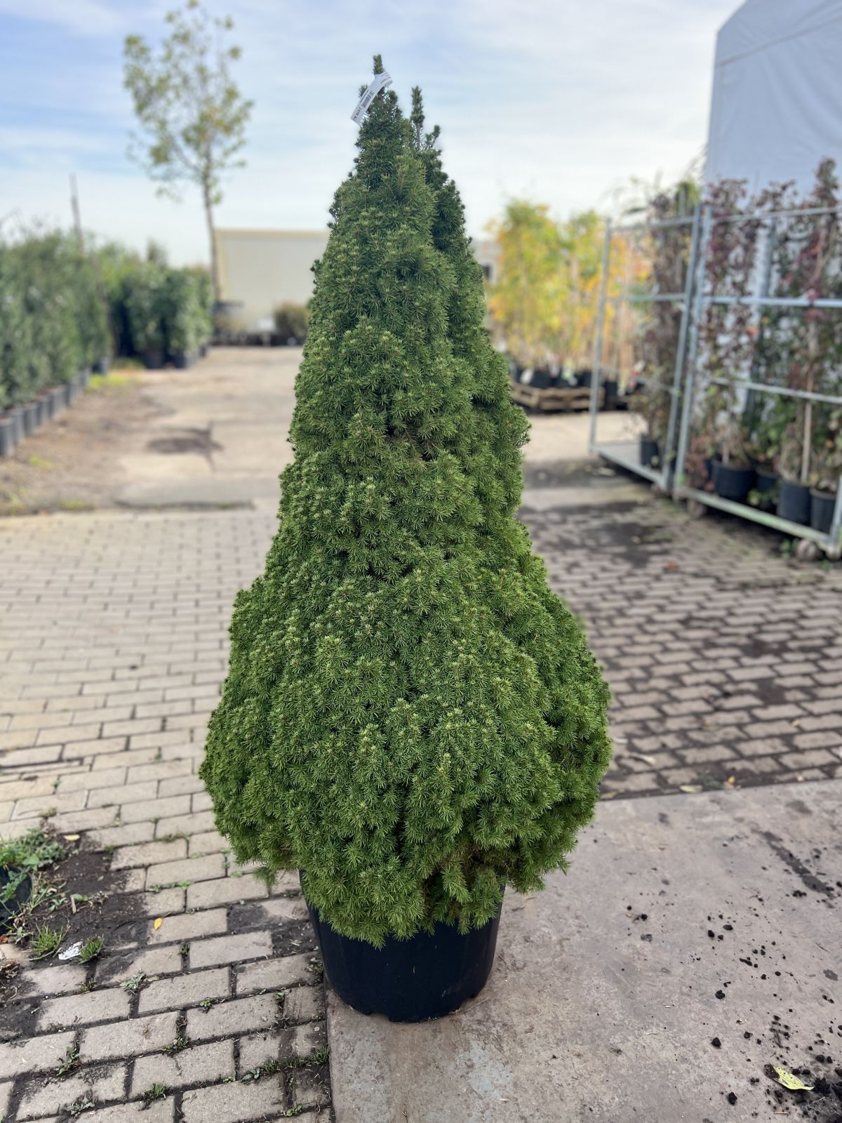 Picea glauca ´Conica´, smrk sivý, v140-160cm, ko45l