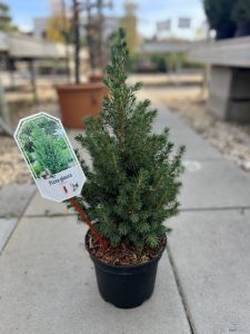Picea glauca ´Conica´, smrk sivý, v30cm, ko3l    