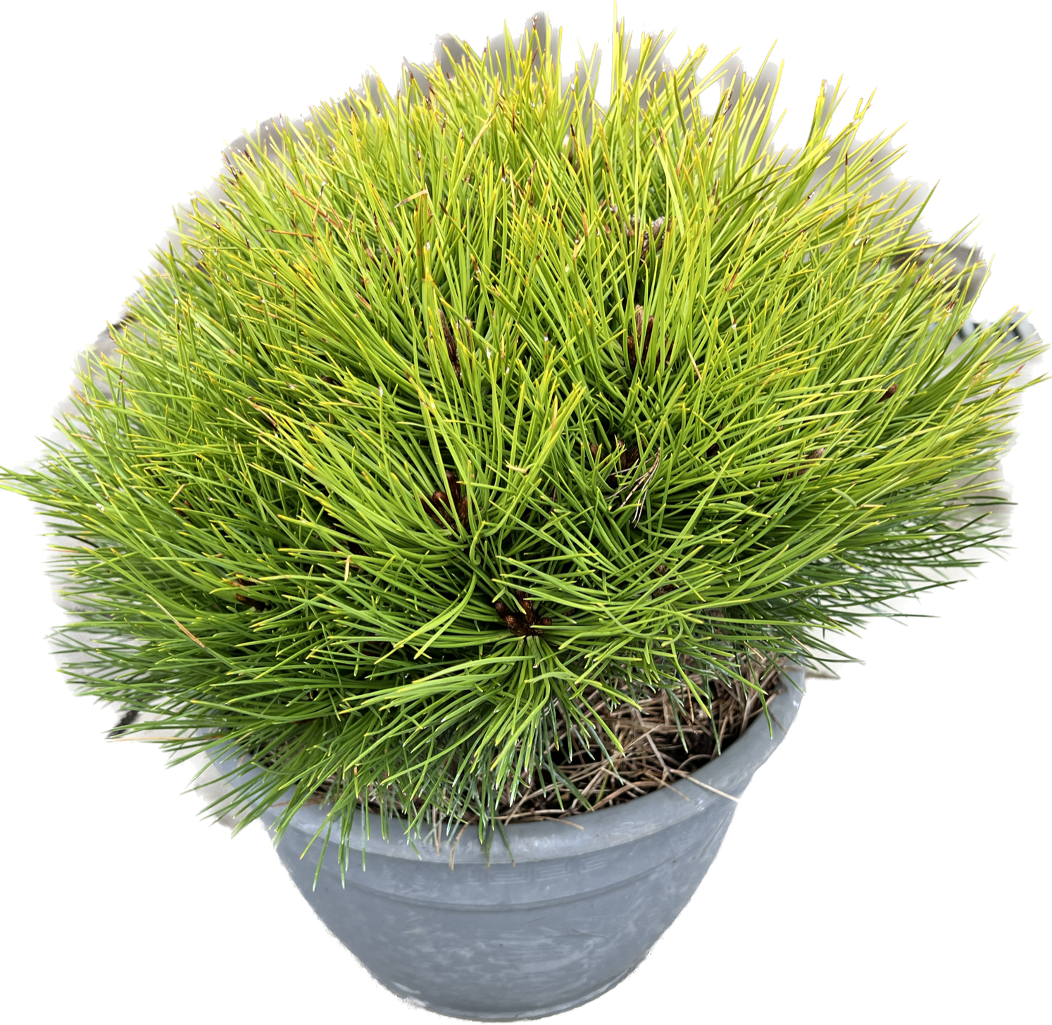 Pinus nigra ´Marie Bregeon´ 30cm