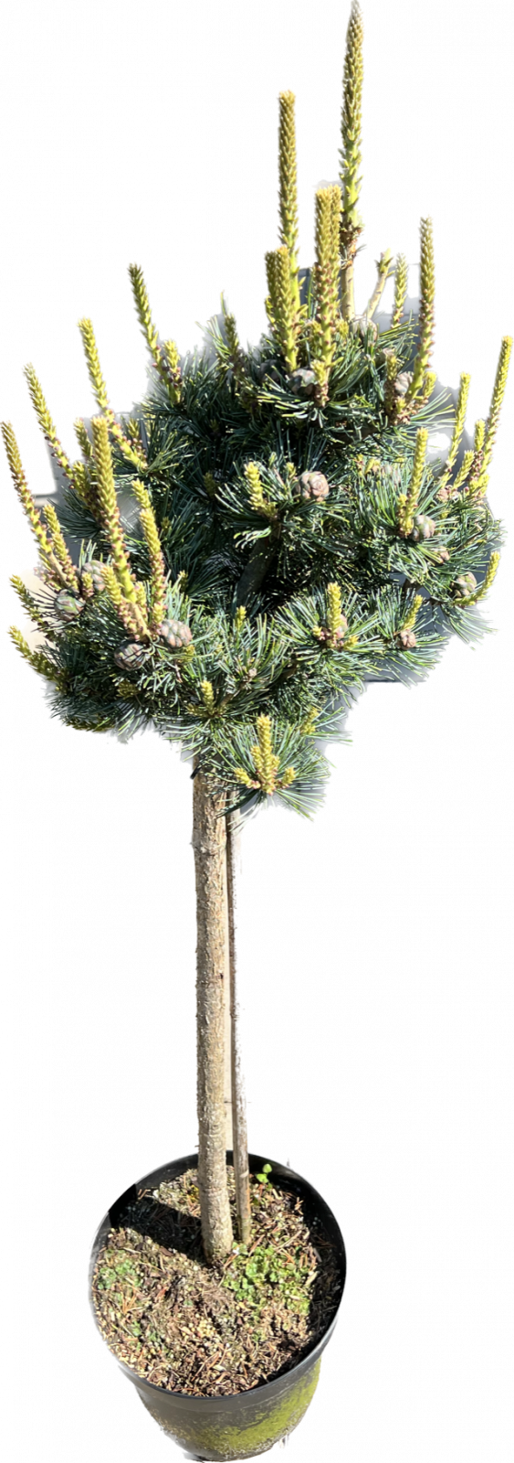 Pinus parviflora 'Kokuho' na kmínku, kmen 60cm