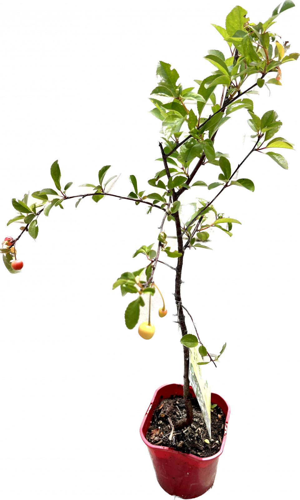 Prunus ´Carmine Jewel´ - višeň keřová zakrslá, kontejner