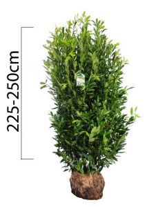 Prunus laurocerasus 'CAUCASICA' 225-250cm, (Bobkovišeň) bal