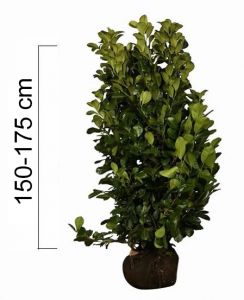 Prunus laurocerasus 'ETNA' 150-175 cm, (Bobkovišeň)