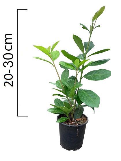 Prunus laurocerasus ´NOVITA´ 20-30cm, kontejner (Bobkovišeň)