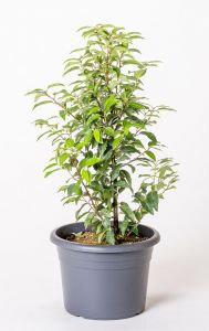 Prunus lusitanica ´ANGUSTIFOLIA´ 40-60 cm, kontejner (Bobkovišeň)