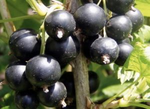 Ribes nigrum - Rybíz černý stromkový ´TRITON´, ko2l