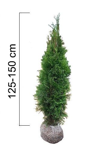 Thuja occidentalis 'Smaragd' 125-150cm, (Túje) BAL