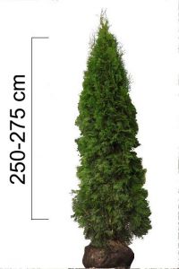 Thuja occidentalis 'Smaragd' 250-275cm, BAL