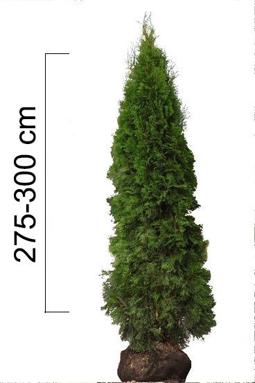 Thuja occidentalis 'Smaragd' 275-300cm, BAL