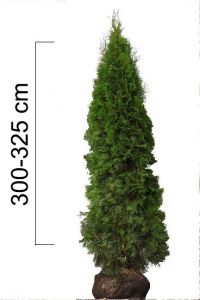 Thuja occidentalis 'Smaragd' 300-325cm, BAL