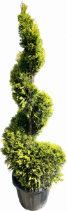 Cupressocyparis leylandii ´Pyramidalis´ 100cm