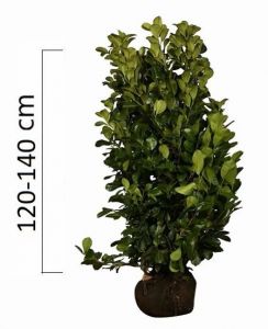 Prunus 'ETNA' 120-140cm, bobkovišeň (bal)