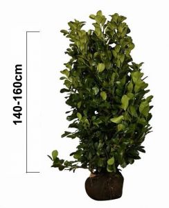 Prunus laurocerasus 'ETNA' 140-160 cm, (Bobkovišeň) bal